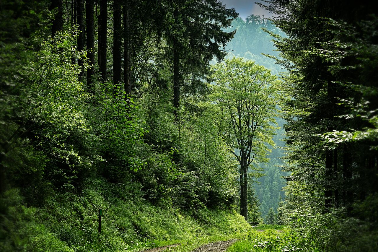 Enchanting forest pathway surrounded by vibrant green trees, perfect for nature enthusiasts and tranquil escapes.
