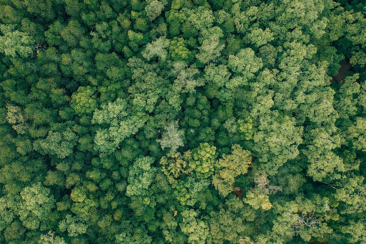 Aerial view of a dense and lush green forest canopy, filled with trees and nature's vibrant greenery.
